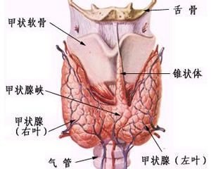 女性甲狀腺的早期癥狀，女性甲狀腺早期癥狀揭秘
