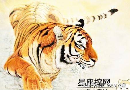 山上王中王，揭秘生肖奧秘——探尋生肖之王的獨(dú)特魅力，探尋生肖之王，山上王中王，揭秘生肖奧秘的獨(dú)特魅力