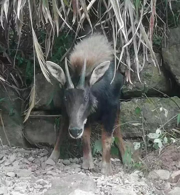 王中王四不像必出一肖圖——揭秘背后的奧秘，揭秘王中王四不像必出一肖圖的奧秘