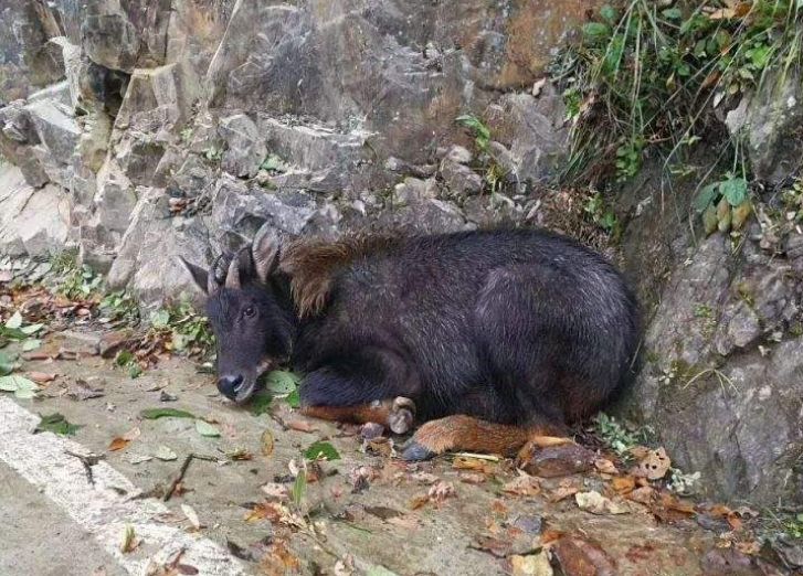 四不像必中一肖王中王，揭秘生肖運(yùn)勢與神秘預(yù)測，揭秘四不像生肖運(yùn)勢預(yù)測與神秘預(yù)測，王中王版一肖必中秘籍